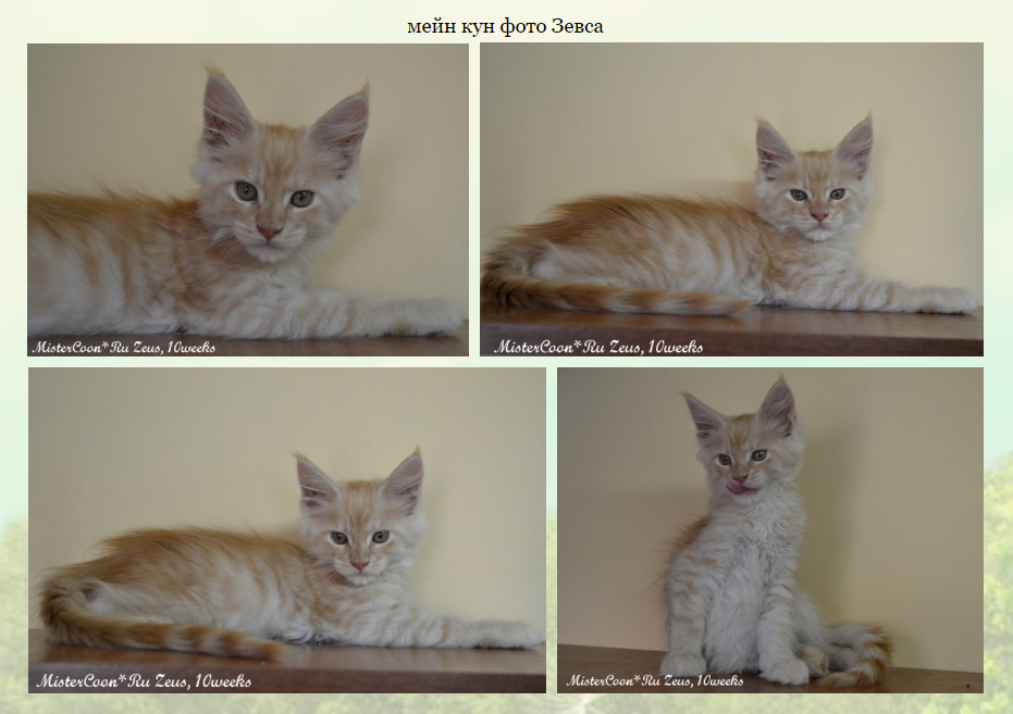 http://mistercoon.ru/images/stories/site/kittens/2015/Z/Zeus_10w.png