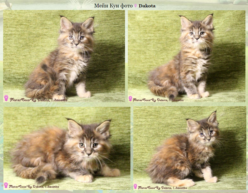 http://mistercoon.ru/images/stories/site/kittens/2015/ufa/1.3/Dakota_1.3.png