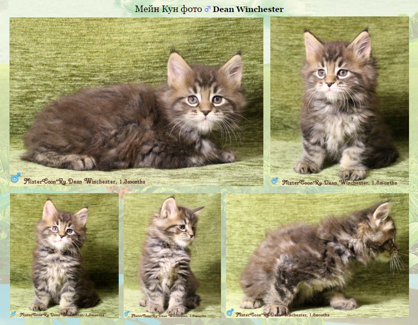 http://mistercoon.ru/images/stories/site/kittens/2015/ufa/1.3/Dean_1.3.png