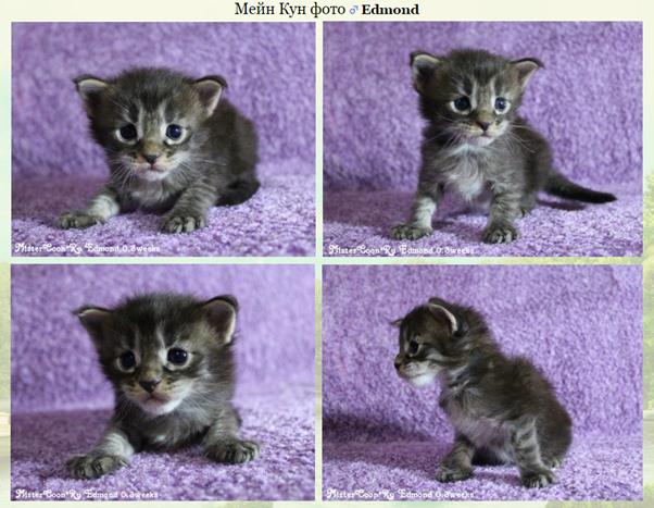 http://mistercoon.ru/images/stories/site/kittens/2016/E/0.3/Edmond_0.3.jpg