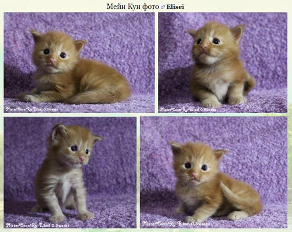 http://mistercoon.ru/images/stories/site/kittens/2016/E/0.3/Elisei_0.3.jpg