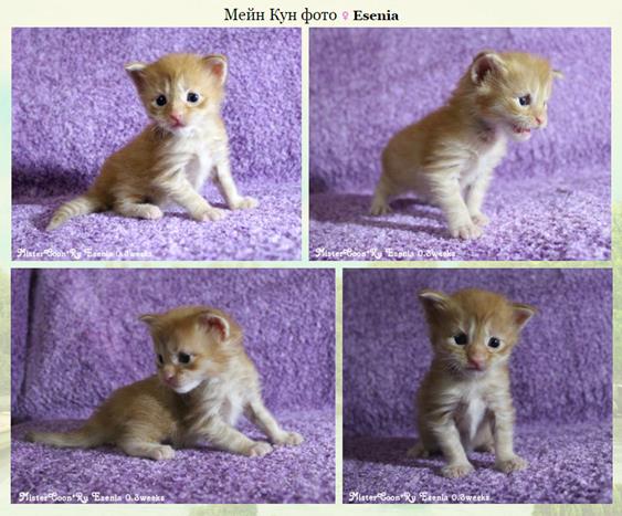 http://mistercoon.ru/images/stories/site/kittens/2016/E/0.3/Esenia_0.3.jpg