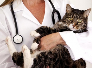 кот на руках у вет врача