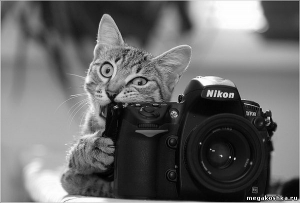 кот с фотоаппаратом