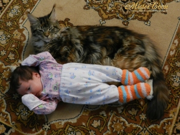 мейн кун кошка и ребёнок
