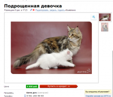 кошка мейн кун фото питомника саратова