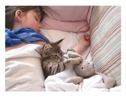 котёнок мейн кун лечит девочку
