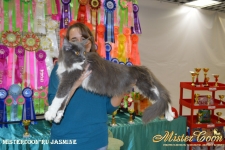 большая кошка мейн кун фото Жасмин на выставке в Воронеже