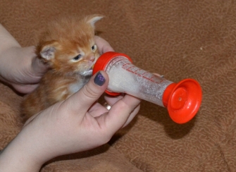 котёнок кушает из бутылочки