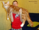 большой кот мейн кун рыжий в растяжке, возраст 6 мес