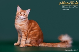 рыжий кот мейн кун фото питомник мистер кун
