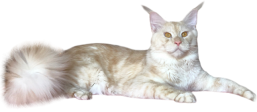 Darstan