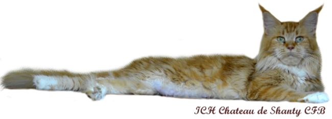 Большая рыжая кошка породы мейн кун, питомник Мистер Кун