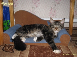 кот мейн кун лежит на диване