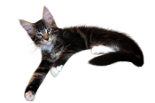bos
