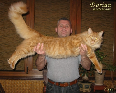 рыжий мейн кун кот Мистер Кун dorian7m