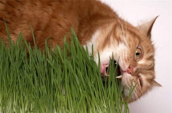 кот ест траву.Витамин С
