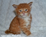 male Yanni 4w 03 mistercoon ru